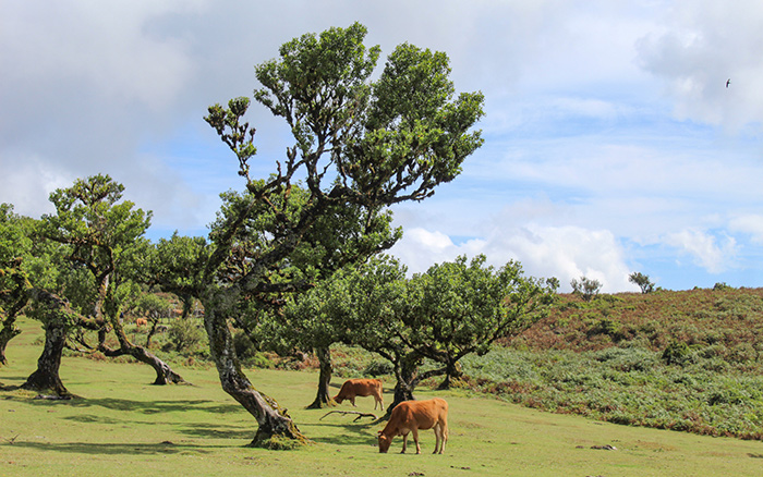 Foresta-di-Fanal-Madeira-Portogallo