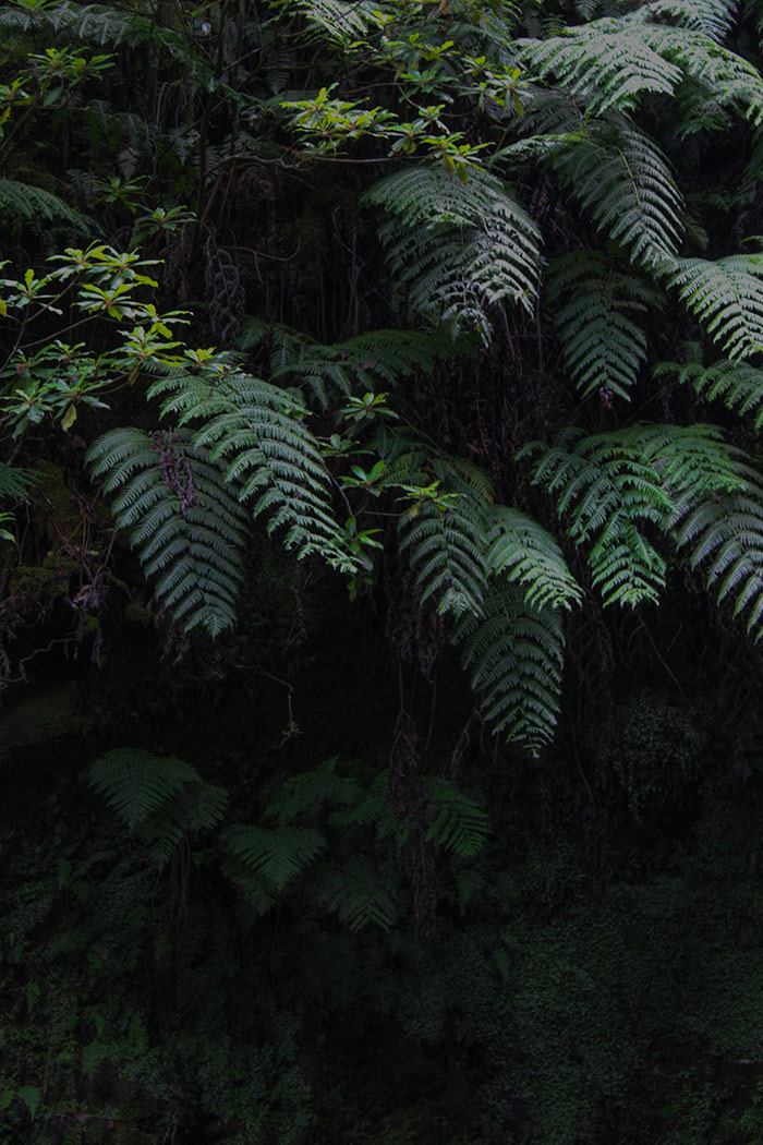 Madeira-Caldeirão-Verde-Portogallo-Parque-das-Queimadas
