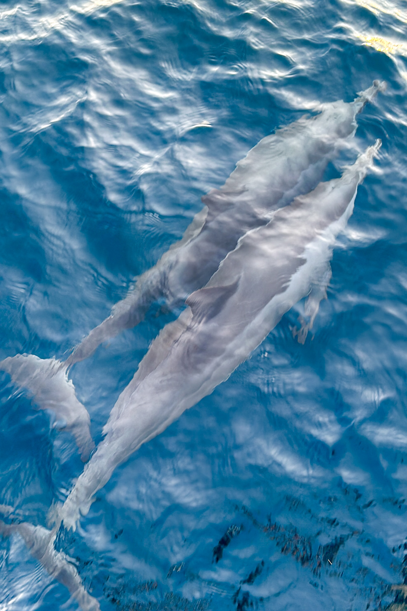 Delfini-Asia-Maldive-Gaafaru