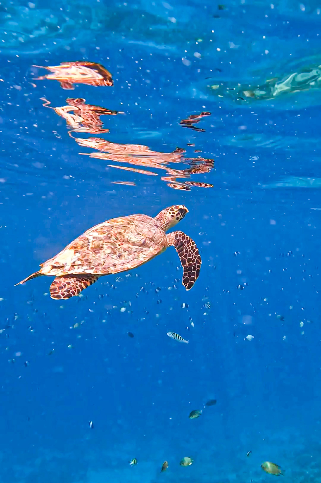Maldive-Asia-Gaafaru-Snorkeling-con-le-tartarughe