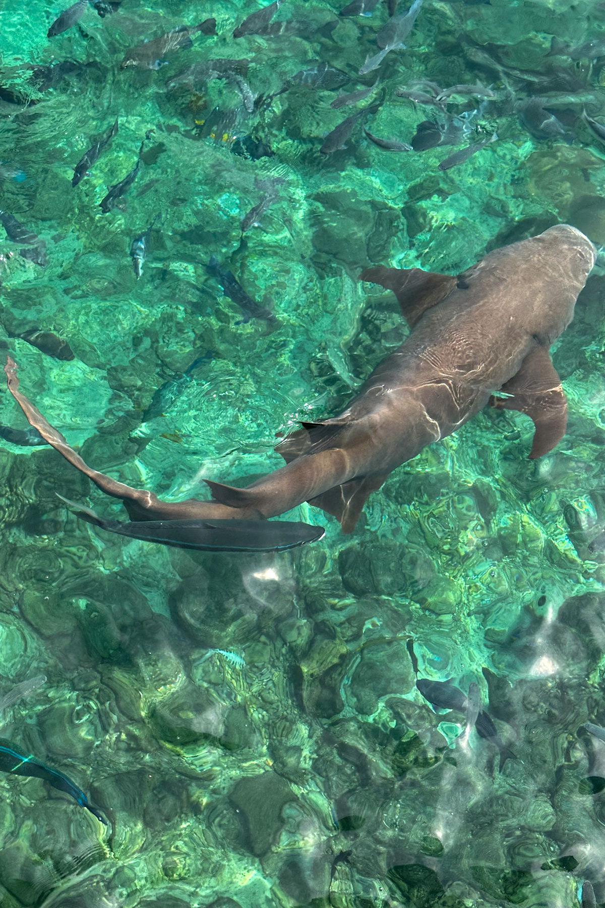Snorkeling-con-gli-squali-Asia-Maldive-Squali-nutrice